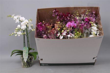 Горшечные цветы и растения оптом Phal Multi 2st Mix (pannekoek) от 12шт из Голландии с доставкой по России