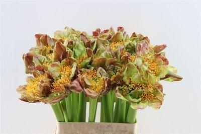 Срезанные цветы оптом Scadoxus orange wonder от 20шт из Голландии с доставкой по России