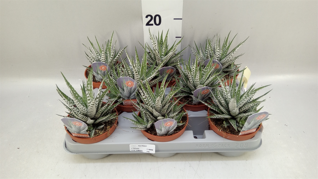 Горшечные цветы и растения оптом Haworthia Fasciata alba от 8шт из Голландии с доставкой по России