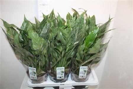 Горшечные цветы и растения оптом Spath Diamond Bontbladig P17 от 6шт из Голландии с доставкой по России