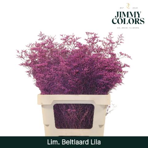 Срезанные цветы оптом Limonium beltlaard paint lila от 50шт из Голландии с доставкой по России