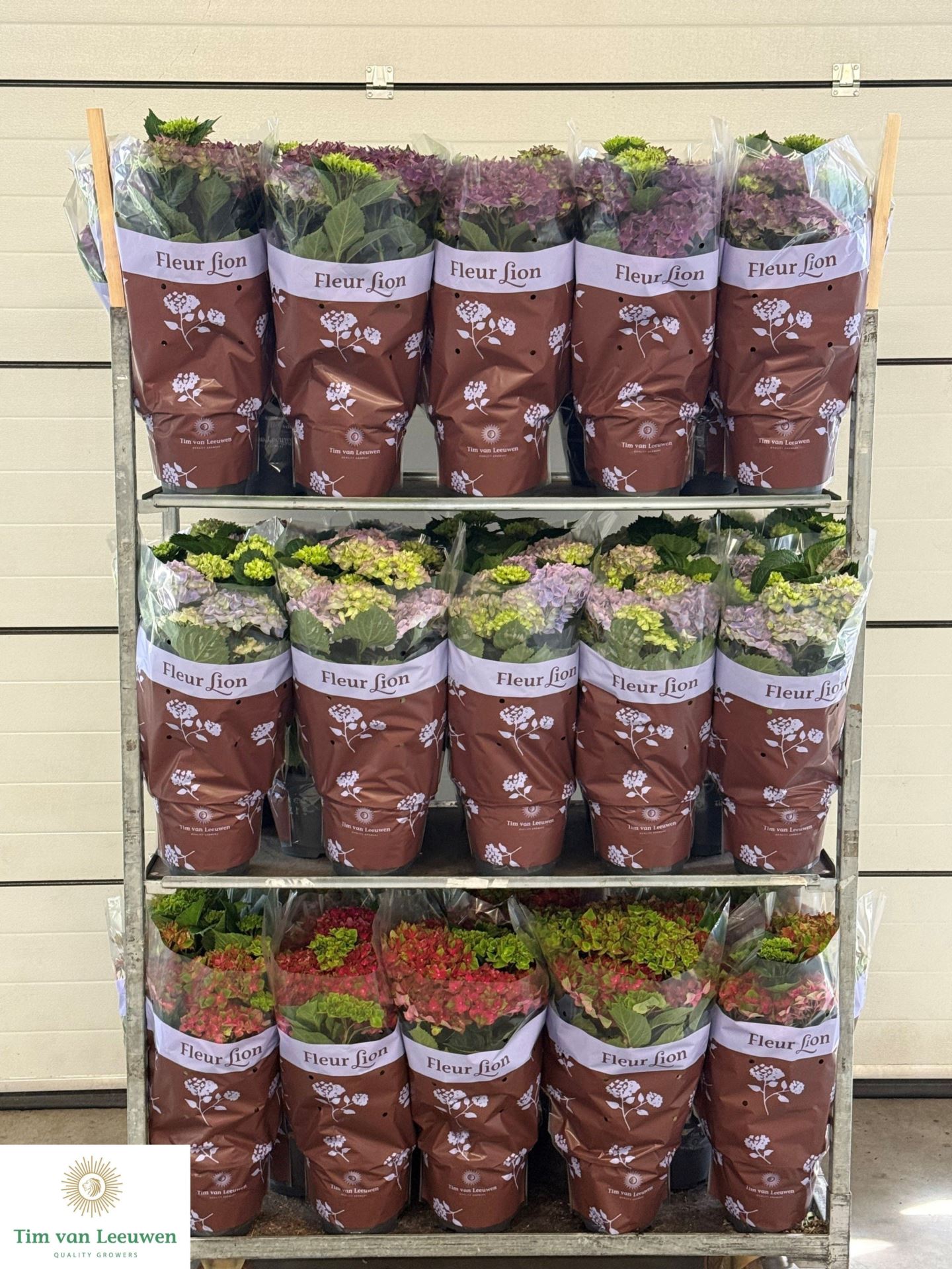 Горшечные цветы и растения оптом Hydrangea Mac.   ...mixtrolley от 1шт из Голландии с доставкой по России