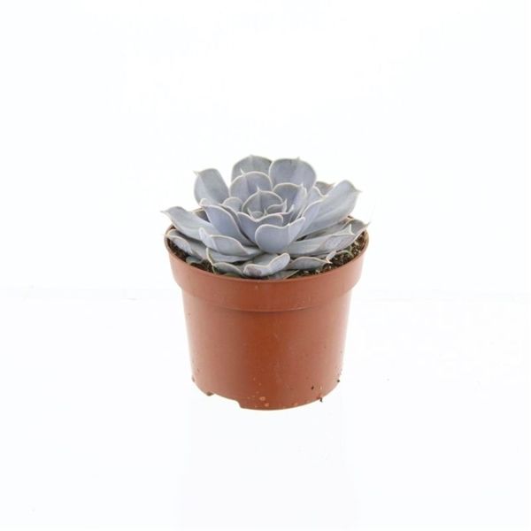 Горшечные цветы и растения оптом Echeveria Runyonii от 6шт из Голландии с доставкой по России