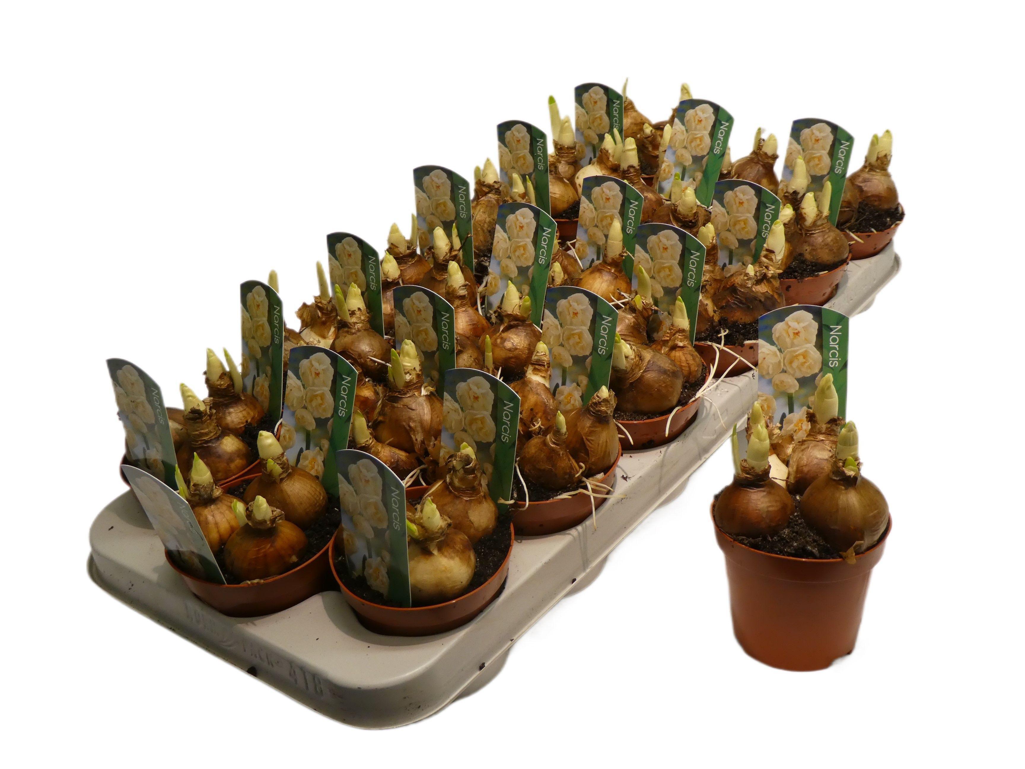 Горшечные цветы и растения оптом Narcissus Abba от 18шт (для телеги) из Голландии с доставкой по России