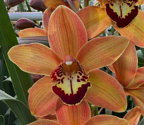 Срезанные цветы оптом Cymbidium brown charly brown от 9шт из Голландии с доставкой по России