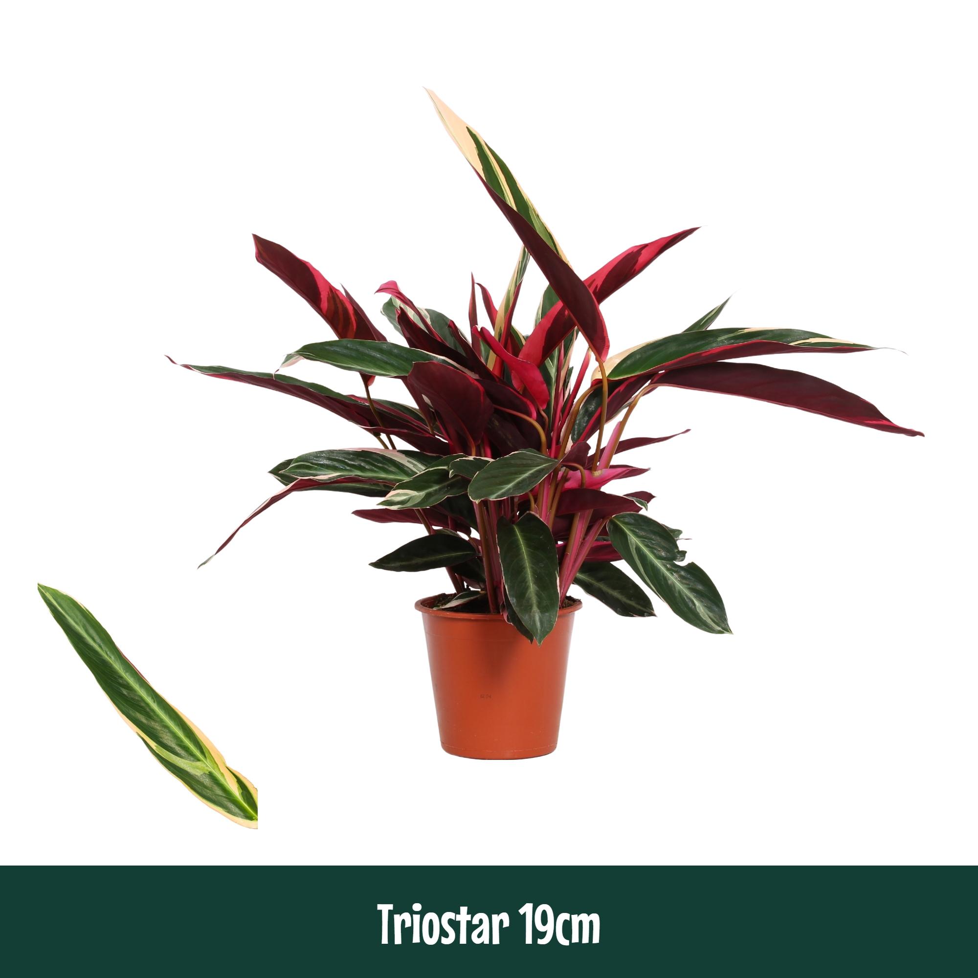 Горшечные цветы и растения оптом Calathea Triostar от 1шт из Голландии с доставкой по России