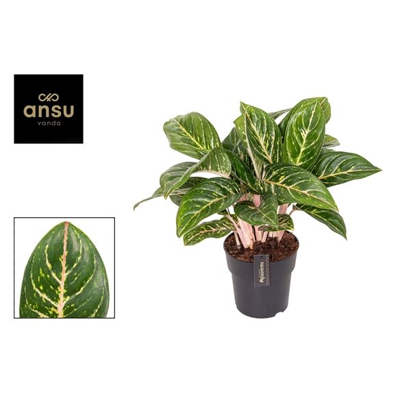 Горшечные цветы и растения оптом Aglaonema Coco Green от 3шт из Голландии с доставкой по России