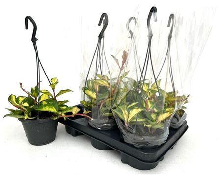 Горшечные цветы и растения оптом Hoya C Tricolor Hangpot от 6шт из Голландии с доставкой по России