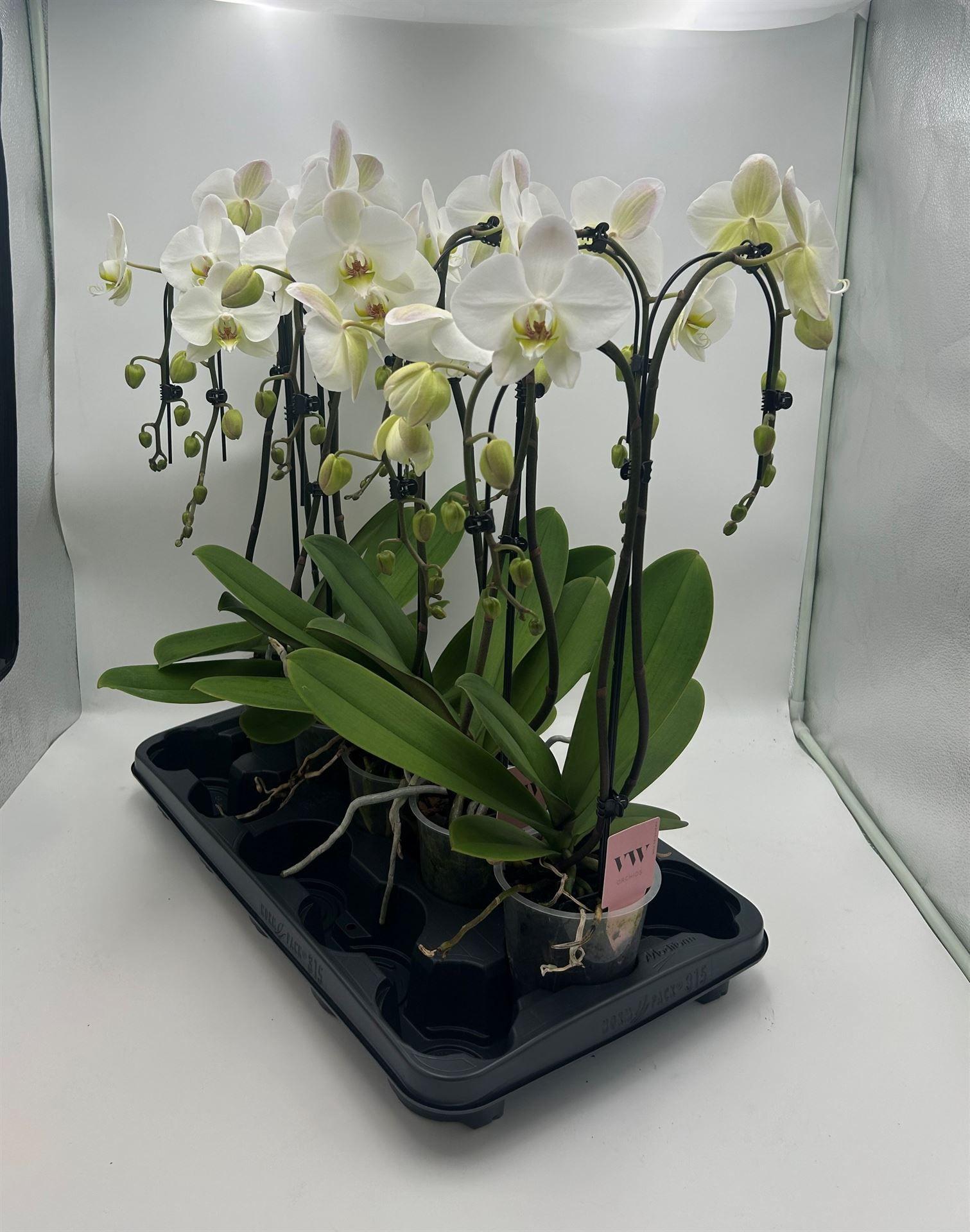 Горшечные цветы и растения оптом Phalaenopsis   ...white от 5шт из Голландии с доставкой по России
