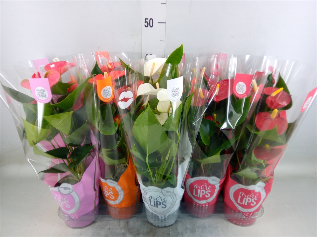 Горшечные цветы и растения оптом Anth An Mix 4+ Just Perfect от 10шт из Голландии с доставкой по России