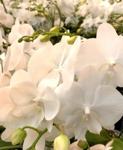 Срезанные цветы оптом Phalaenopsis white lips (per stem) от 4шт.. из Голландии с доставкой по России