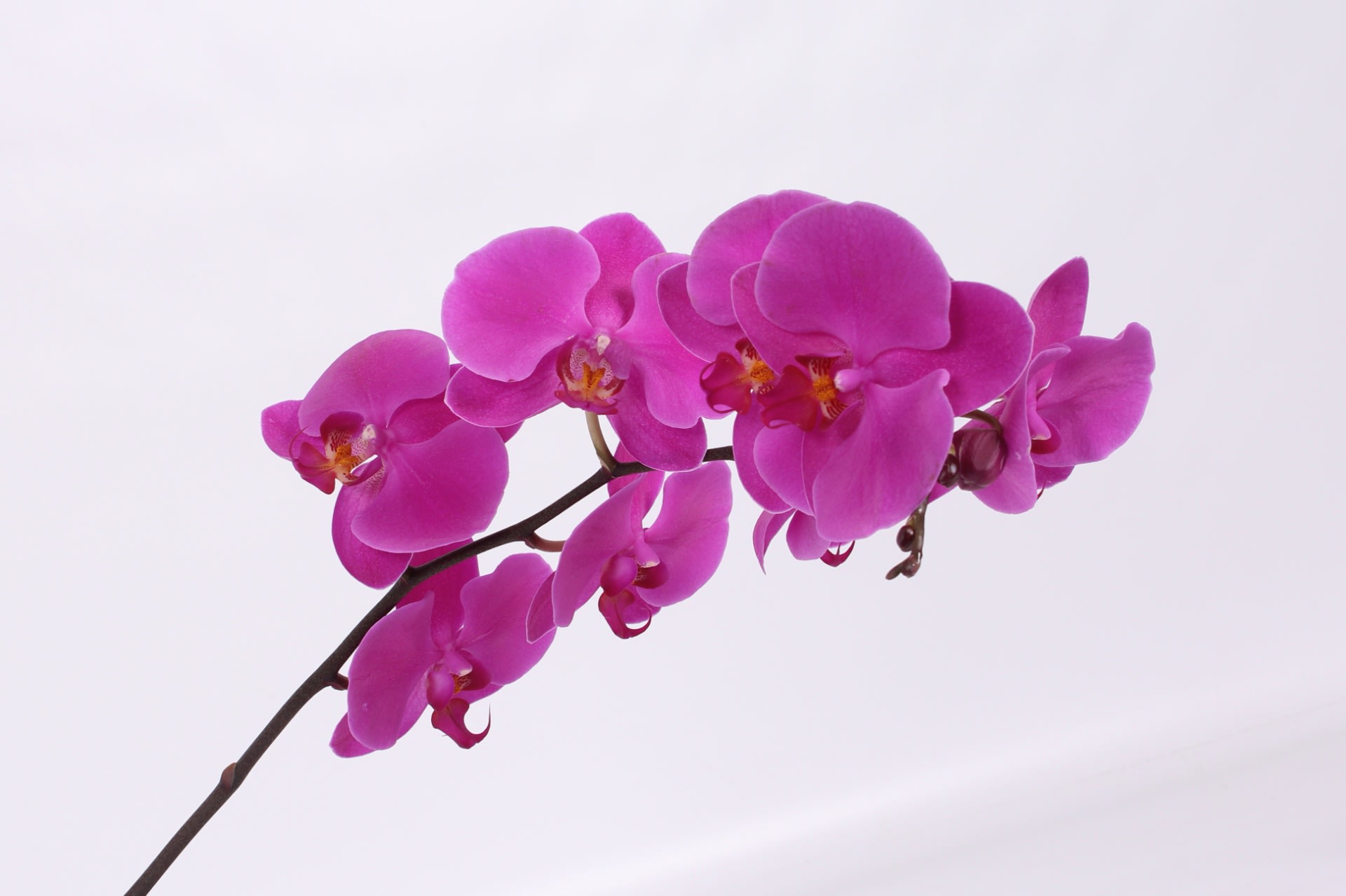Срезанные цветы оптом Phalaenopsis chiangmai (per stem) от 18шт из Голландии с доставкой по России