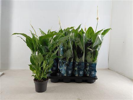 Горшечные цветы и растения оптом Spathiphyllum Strauss - 13 Cm от 8шт из Голландии с доставкой по России
