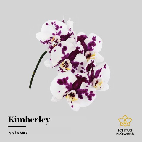 Срезанные цветы оптом Phalaenopsis kimberley (per stem) от 20шт из Голландии с доставкой по России