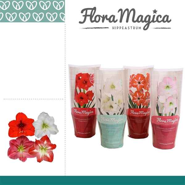 Горшечные цветы и растения оптом Hipp Mix 2pp Flora Magica Sleeve от 10шт из Голландии с доставкой по России