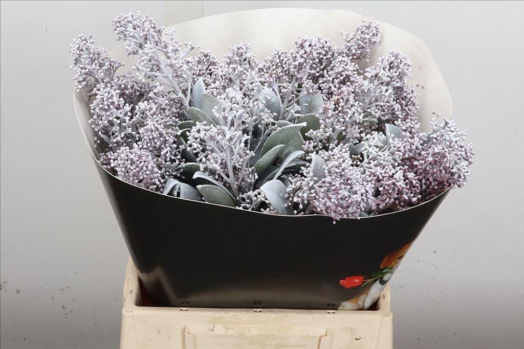 Срезанные цветы оптом Skimmia wax white от 5шт из Голландии с доставкой по России