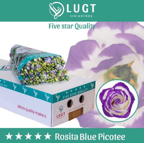 Срезанные цветы оптом Lisianthus do rosita blue picotee от 140шт из Голландии с доставкой по России