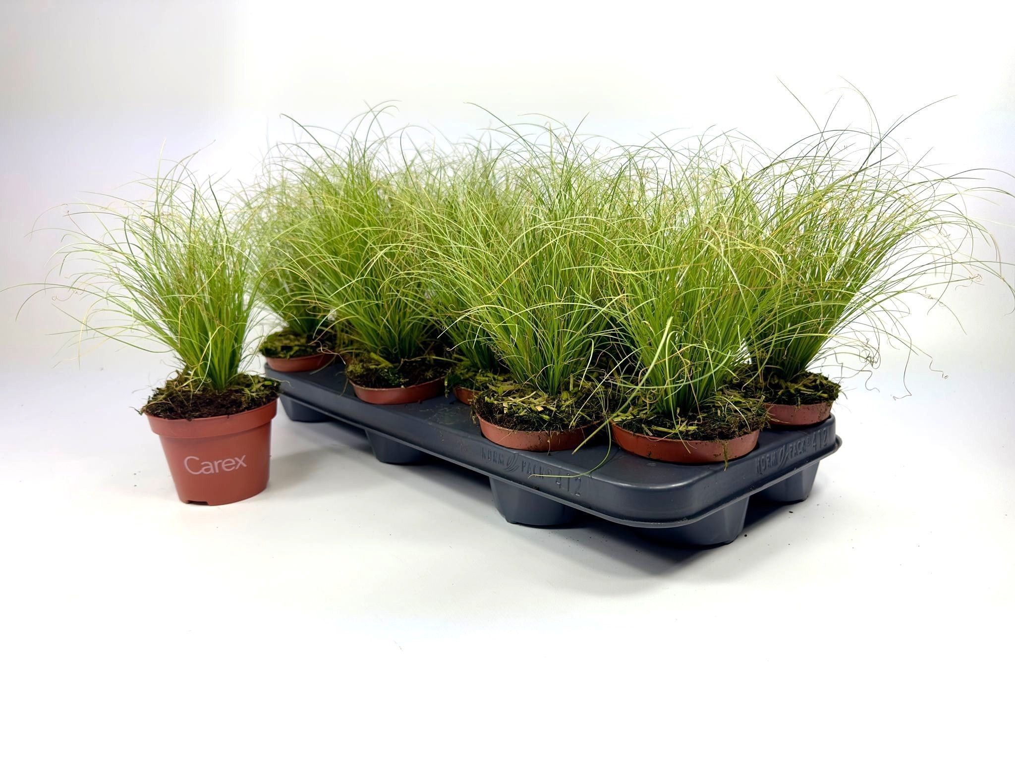 Горшечные цветы и растения оптом Care C Frosted Curls от 12шт из Голландии с доставкой по России