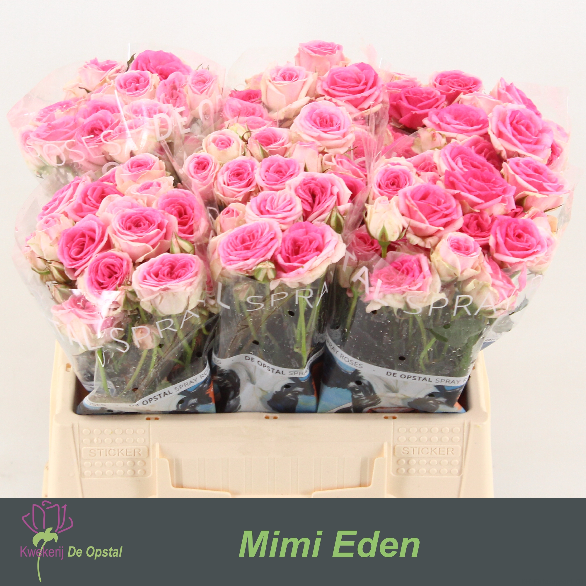 Срезанные цветы оптом Rosa spray mimi eden от 60шт из Голландии с доставкой по России