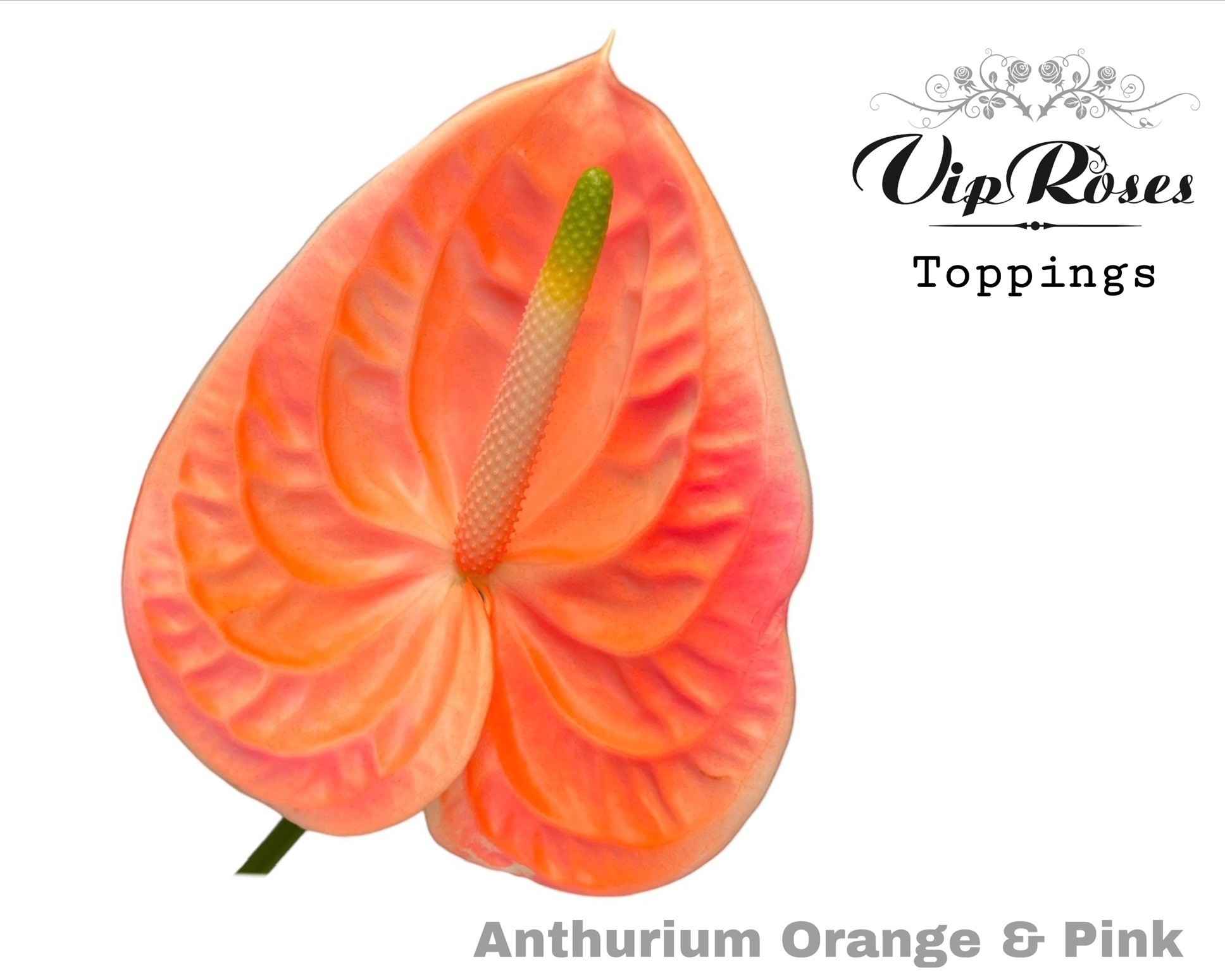 Срезанные цветы оптом Anthurium paint orange pink от 12шт из Голландии с доставкой по России