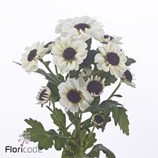 Срезанные цветы оптом Chrys sa patrese white от 75шт из Голландии с доставкой по России