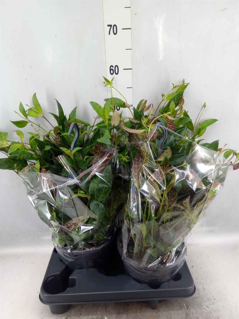 Горшечные цветы и растения оптом Aeschynanthus Marmoratus от 2шт из Голландии с доставкой по России