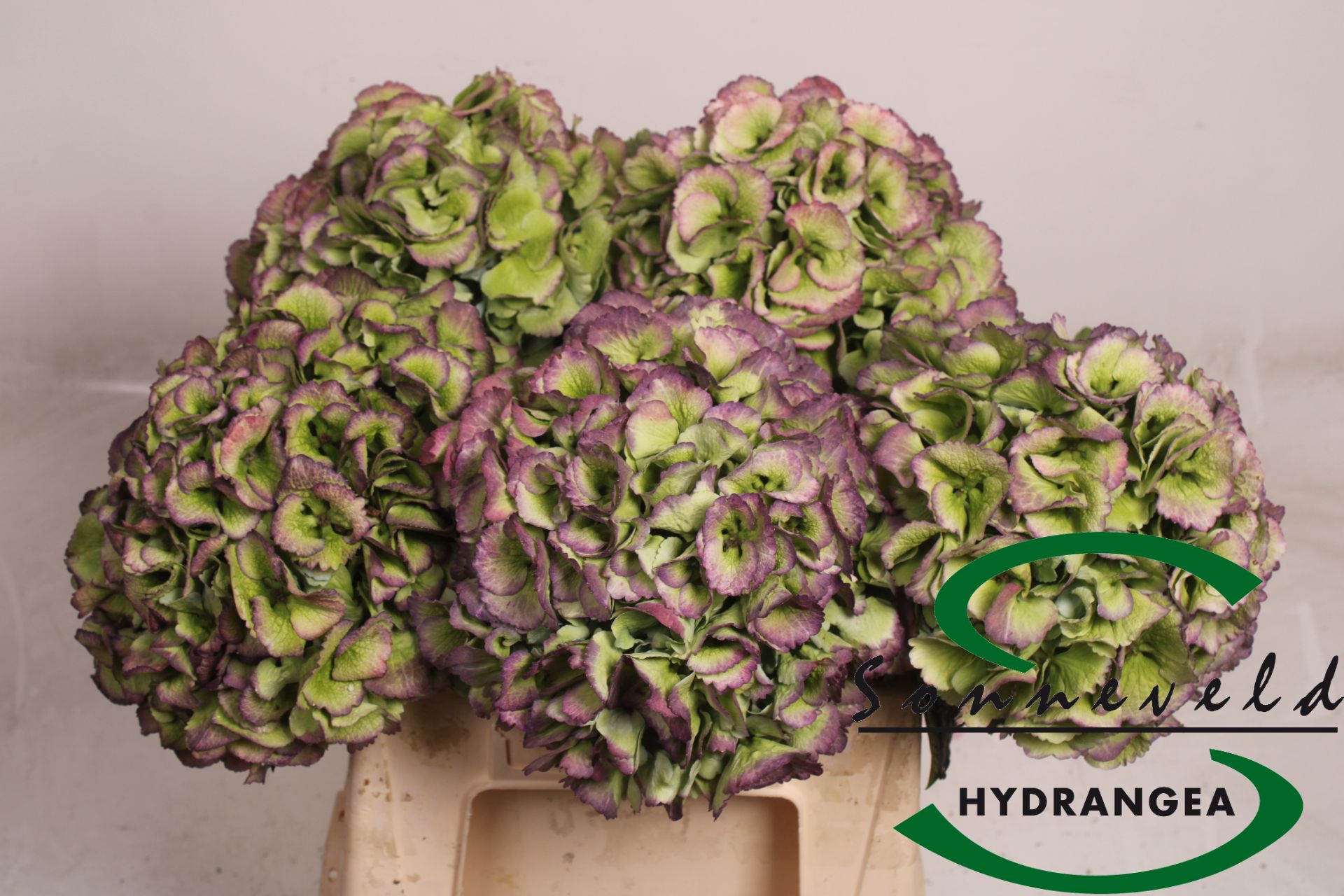 Срезанные цветы оптом Hydrangea purple green от 5шт из Голландии с доставкой по России