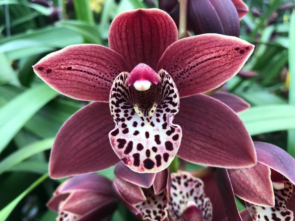 Срезанные цветы оптом Minicymbidium going west от 18шт. из Голландии с доставкой по России