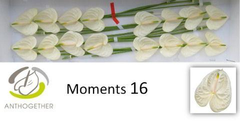 Срезанные цветы оптом Anthurium moments от 16шт из Голландии с доставкой по России