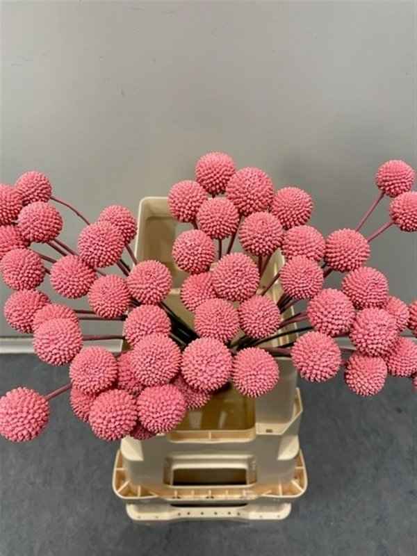 Срезанные цветы оптом Craspedia paint pink от 100шт из Голландии с доставкой по России