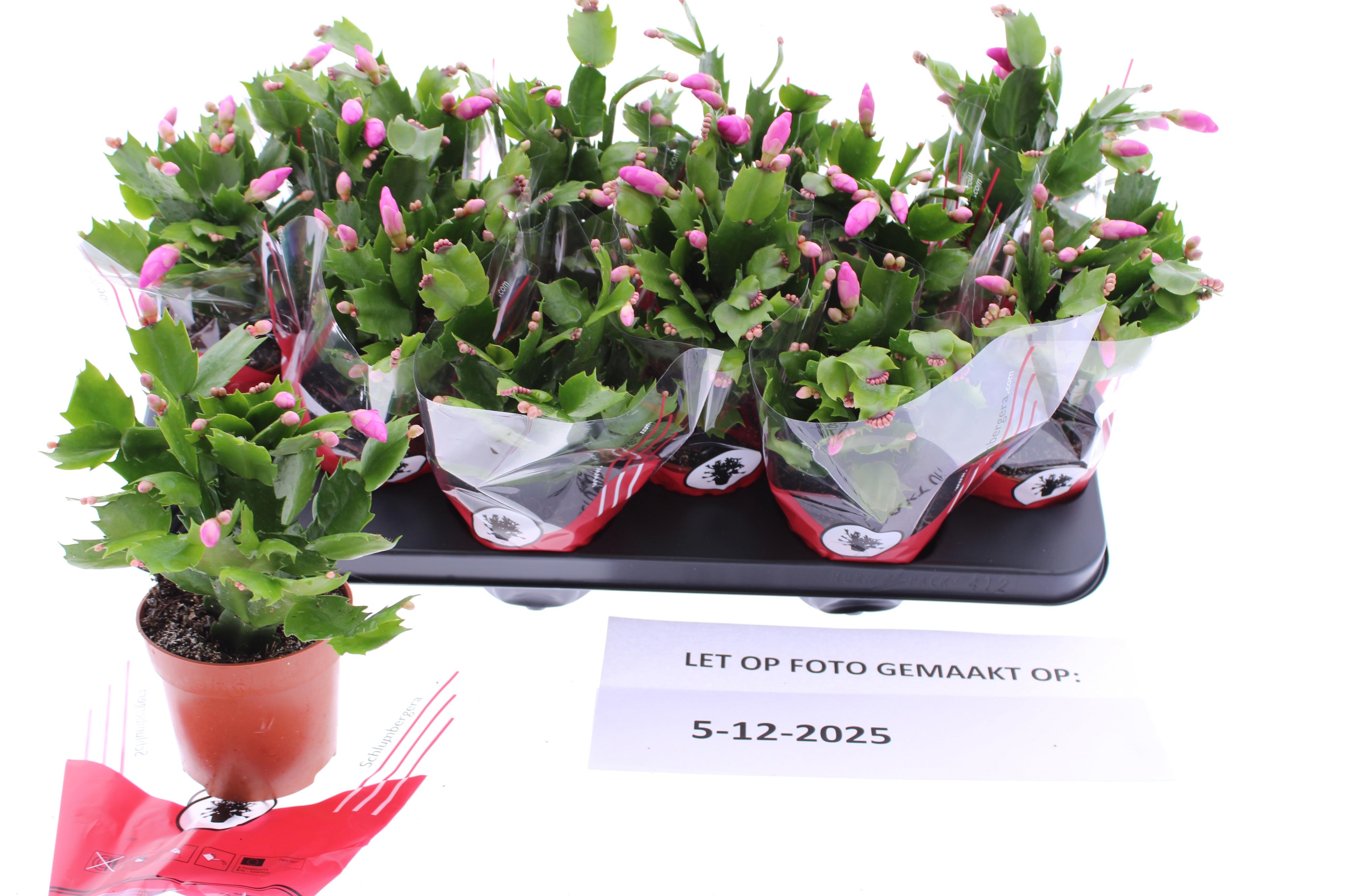 Горшечные цветы и растения оптом Schlumb Ov от 12шт из Голландии с доставкой по России