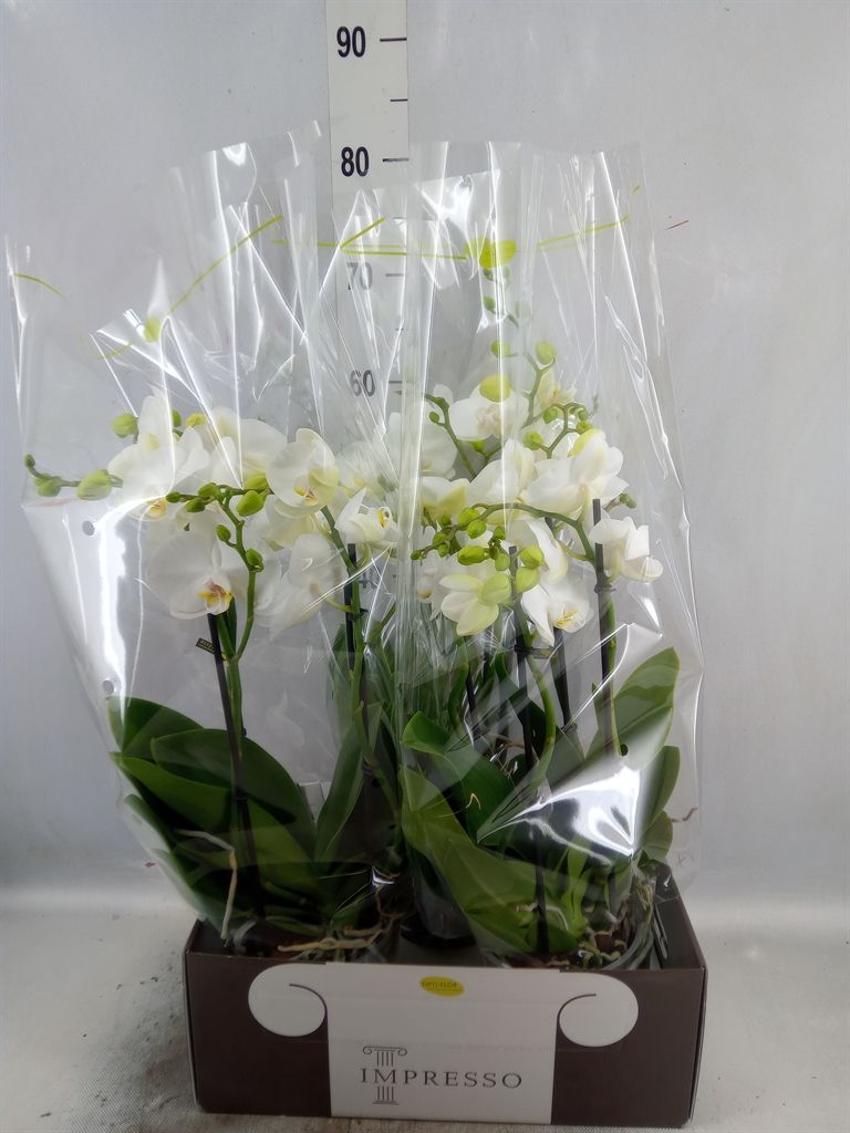 Горшечные цветы и растения оптом Phalaenopsis   ...white от 3шт из Голландии с доставкой по России