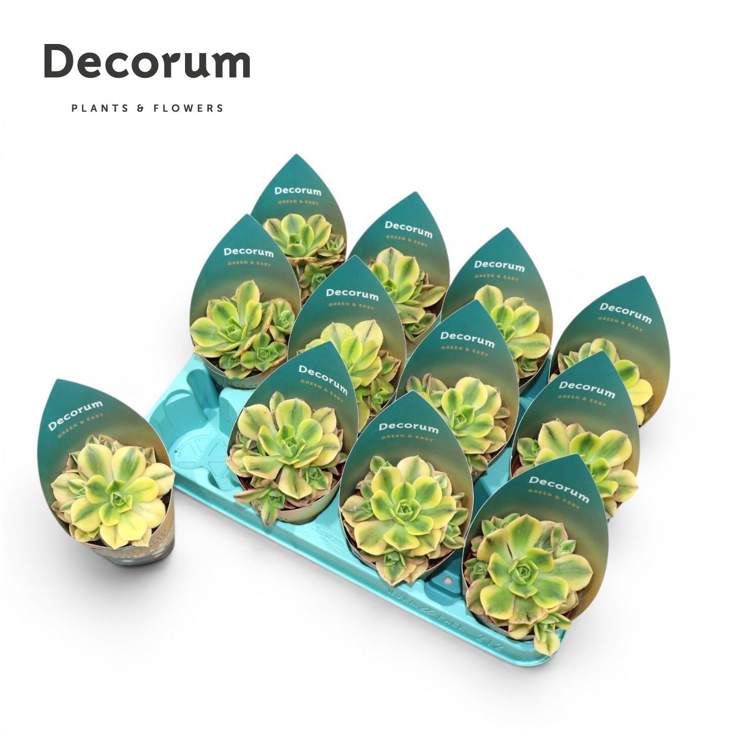 Горшечные цветы и растения оптом Aeonium Starburst (decorum) от 12шт (для телеги) из Голландии с доставкой по России