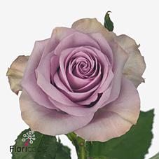 Срезанные цветы оптом Rosa large nightingale от 60шт из Голландии с доставкой по России