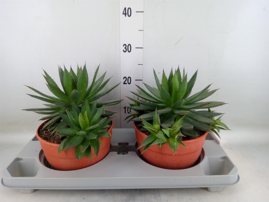 Горшечные цветы и растения оптом Agave   ... от 2шт из Голландии с доставкой по России