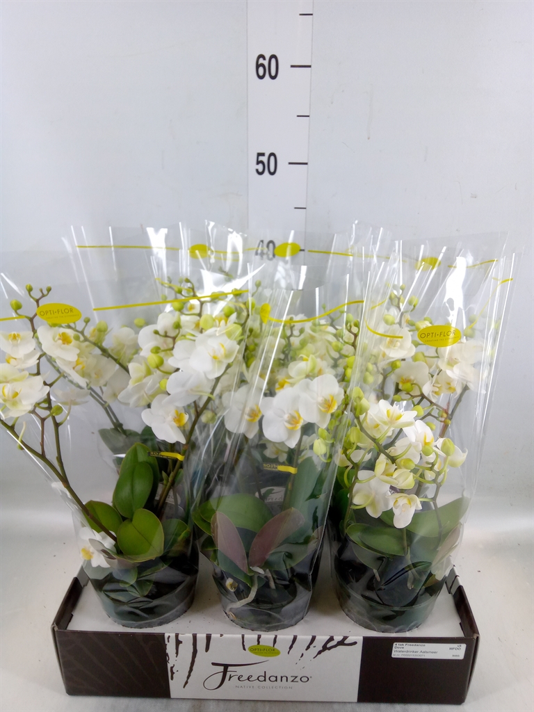 Горшечные цветы и растения оптом Phalaenopsis Multi.   ...white от 6шт из Голландии с доставкой по России