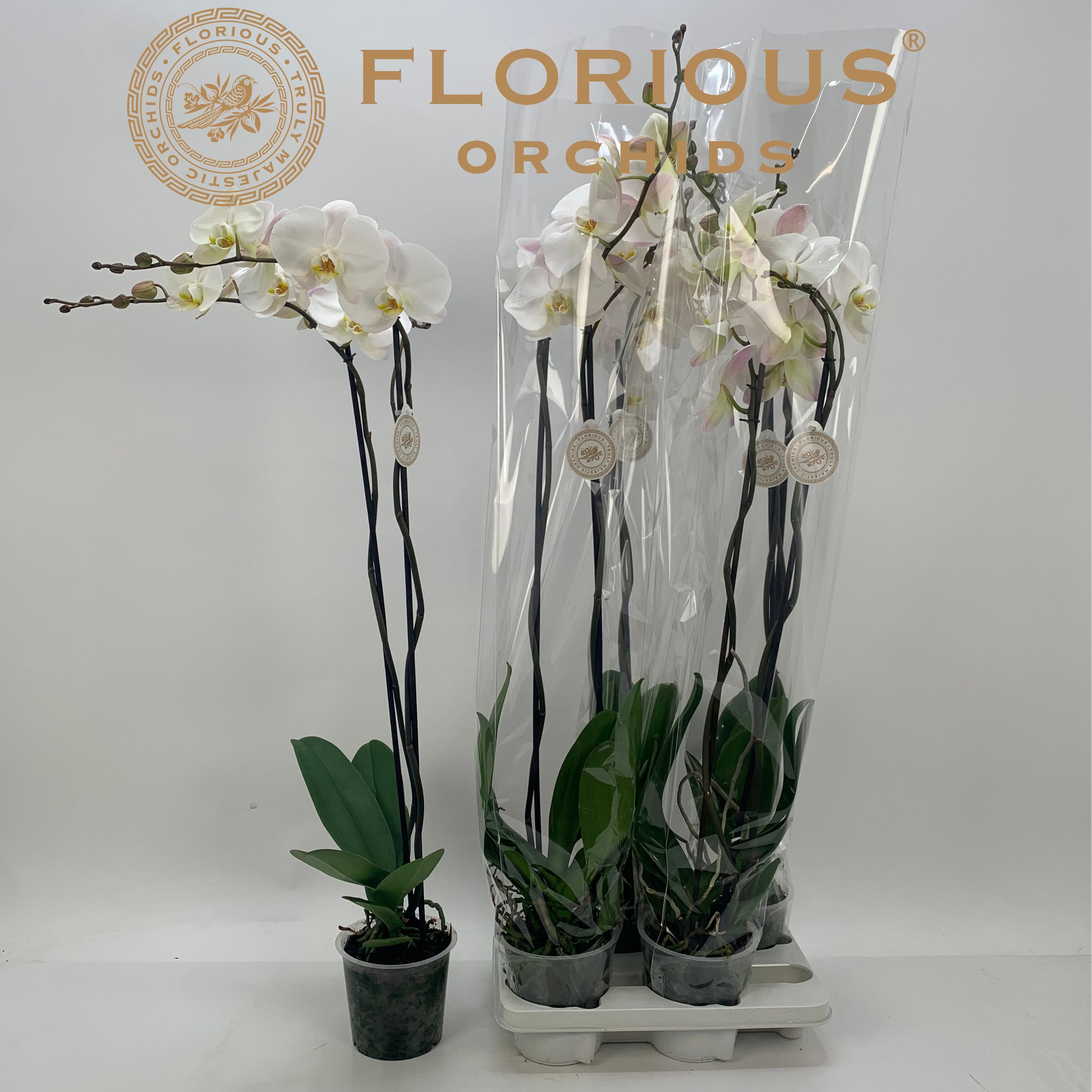 Горшечные цветы и растения оптом Phal Ov Wit от 4шт из Голландии с доставкой по России