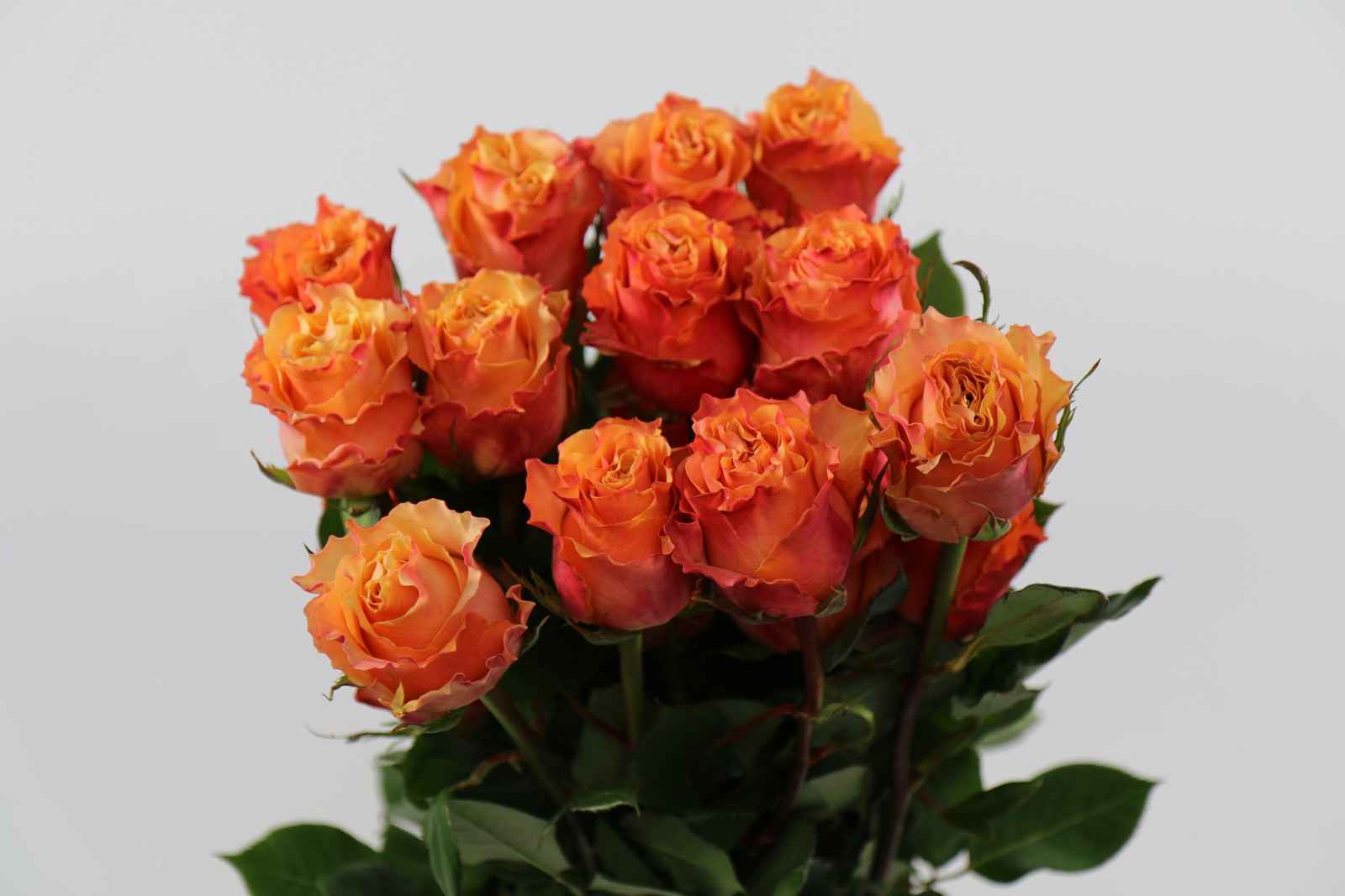 Срезанные цветы оптом Rosa ec carpe diem от 40шт из Голландии с доставкой по России
