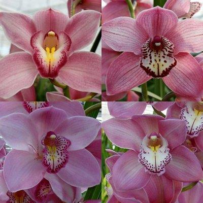 Срезанные цветы оптом Cymbidium pink от 6шт из Голландии с доставкой по России