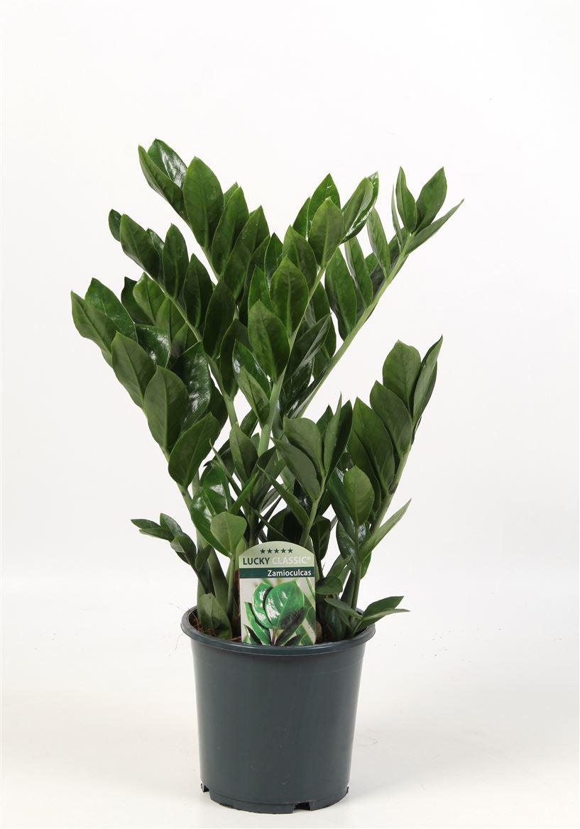 Горшечные цветы и растения оптом Zamioculcas Lucky Classic 7+ от 6шт из Голландии с доставкой по России