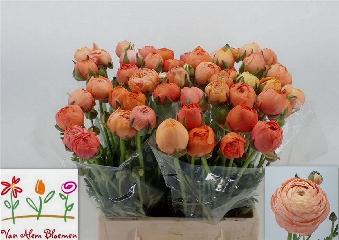 Срезанные цветы оптом Ranunculus aazur salmon от 50шт из Голландии с доставкой по России