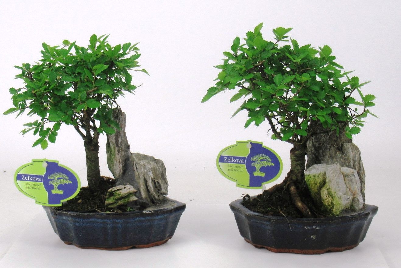 Горшечные цветы и растения оптом Bonsai Zelkova Parviflora, 16cm., With Rock, Witho от 8шт из Голландии с доставкой по России