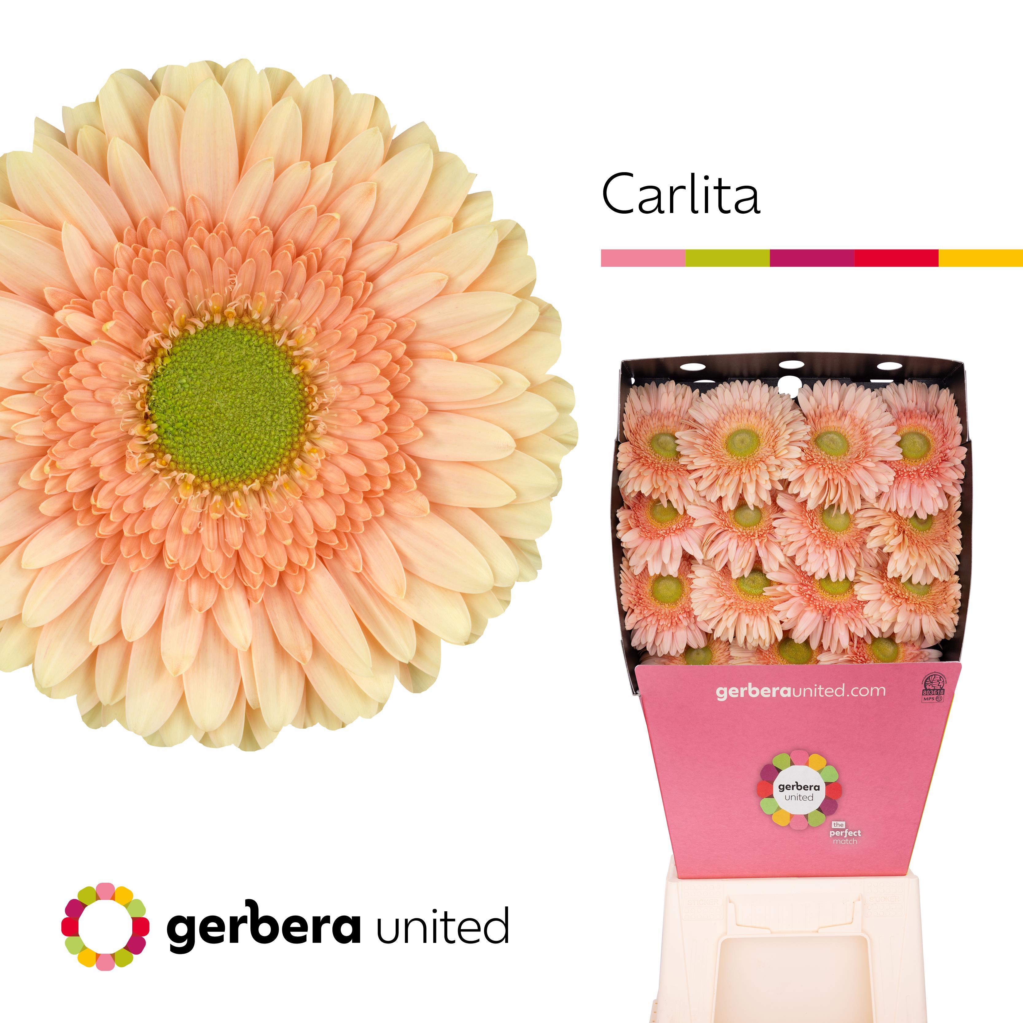 Срезанные цветы оптом Gerbera diamond checkpoint от 15шт из Голландии с доставкой по России