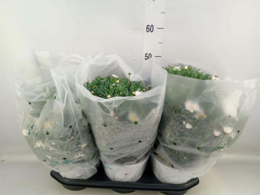 Горшечные цветы и растения оптом Argyranthemum   ... от 3шт из Голландии с доставкой по России