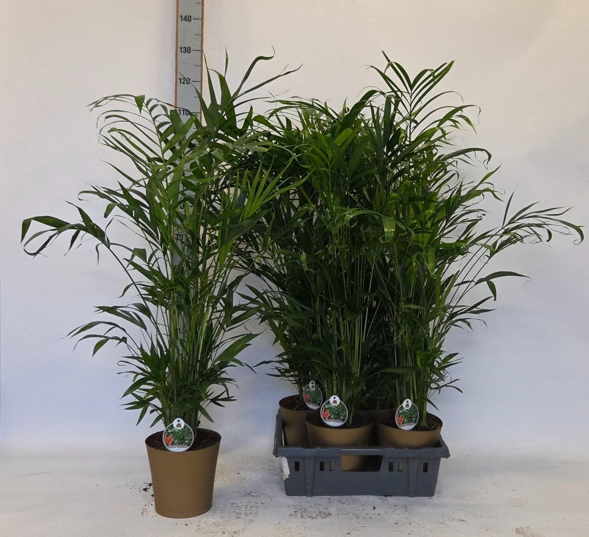 Горшечные цветы и растения оптом Palmen Ov от 4шт из Голландии с доставкой по России