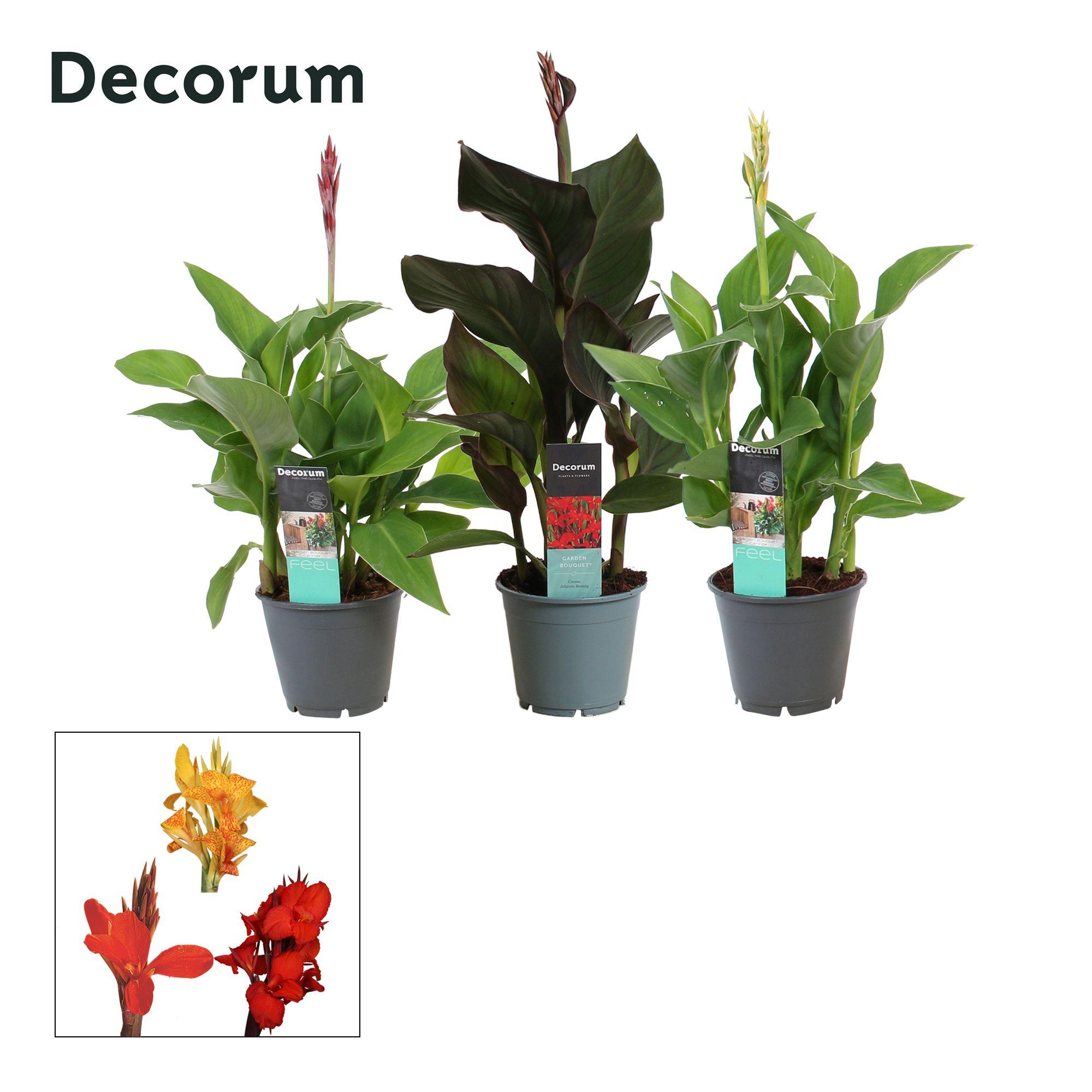 Горшечные цветы и растения оптом Canna Mix (decorum) от 7шт из Голландии с доставкой по России