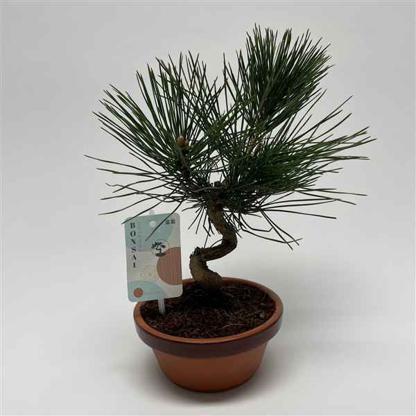 Горшечные цветы и растения оптом Bonsai Pinus Thunbergii от 3шт из Голландии с доставкой по России