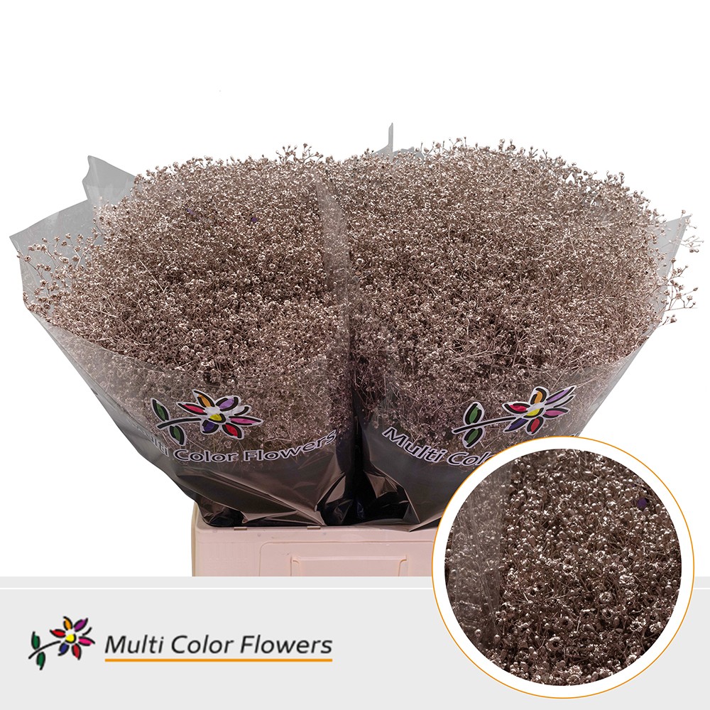 Срезанные цветы оптом Gyps fine paint champagne от 100шт из Голландии с доставкой по России