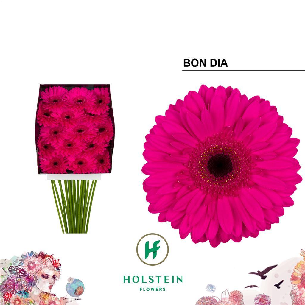 Срезанные цветы оптом Gerbera diamond bon dia от 15шт из Голландии с доставкой по России