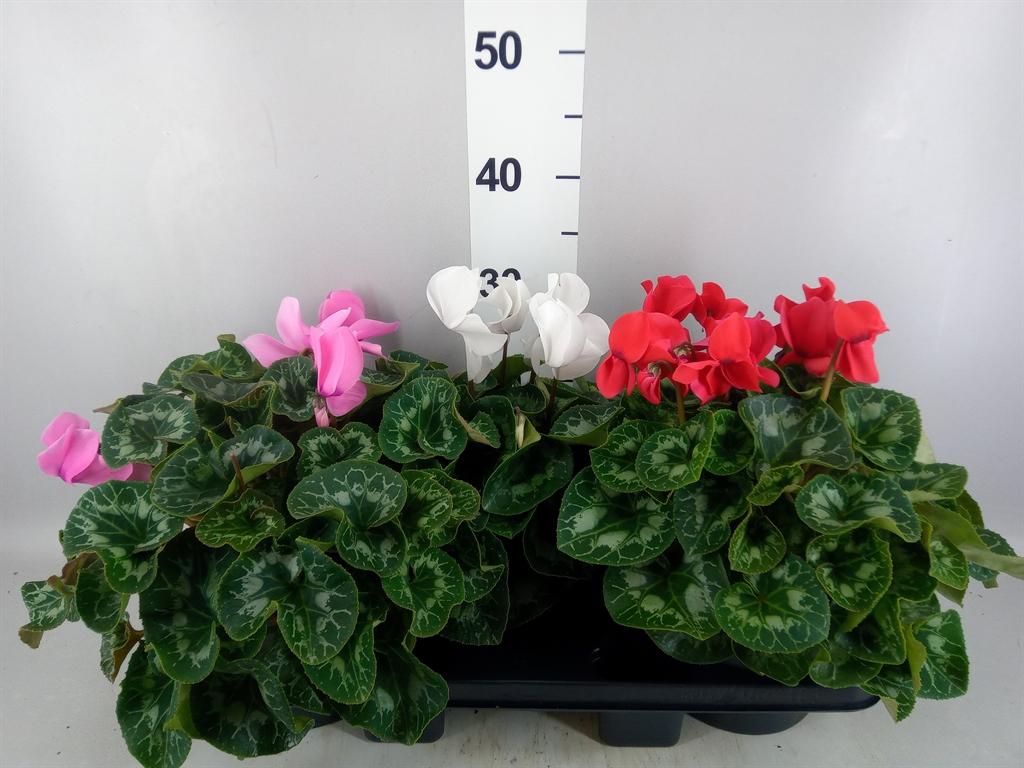 Горшечные цветы и растения оптом Cyclamen Gr mammoth от 3шт (для телеги) из Голландии с доставкой по России